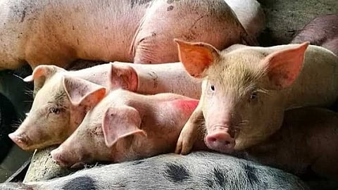 (SunStar File Photo)