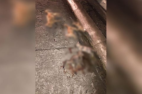 (Hulagway gikan ni Sharon Rose Naval sa Facebook)