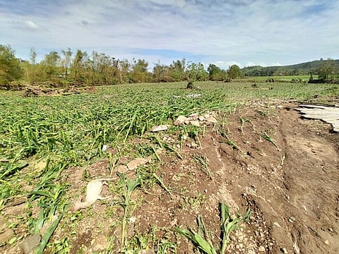 ILOILO. Hectares of corn crops were damaged by Typhoon Ursula in Batad town during Christmas Day, December 25, 2019. (Leo Solinap)