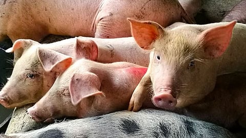 PH bans pork imports from Taiwan