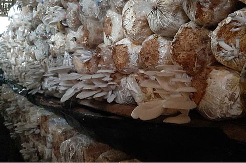 (Hulagway ni Stephanie V. Berganio)