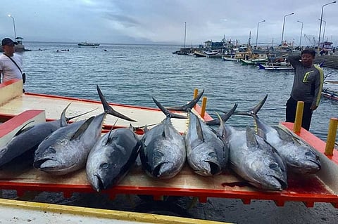DA chief urges unity in tuna industry