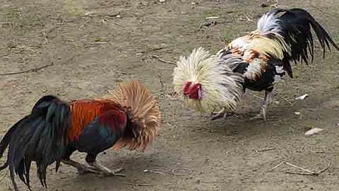 P200,000 nga premyo sa Tejero Derby