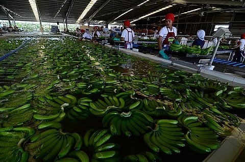 PBGEA reports drop in banana exports, production in Q1