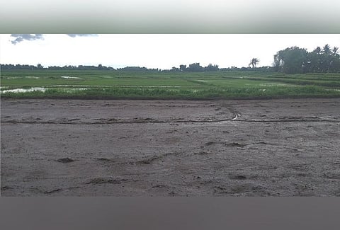 BACOLOD. Rice farmers in Western Visayas are getting seeds and fertilizer subsidies from the Department of Agriculture-Western Visayas in time for the incoming wet cropping season. (Erwin P. Nicavera)