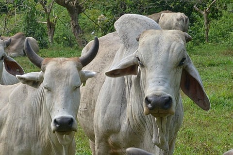 BACOLOD. Some of the livestock animals raised at the provincial veterinary farms in Negros Occidental.