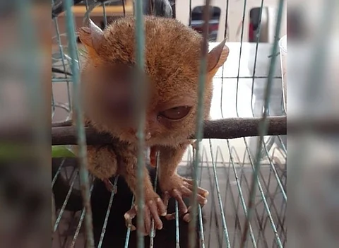NABUNALAN. Sa kasamtangan anaa na sa luwas nga kahimtang sa Menro-Asuncion ang nasampit nga tarsier nga gikonsiderang usa sa mga endangered species nga mananap sa kalasangan sa nasud. (Hulagway iya sa LGU-Asuncion)