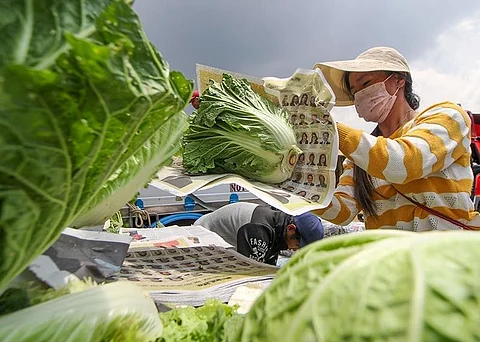 BAGUIO. Vegetable traders, packers and dealers are adapting to the new normal, which dictates the wearing of personal protective gear at work. (Jean Nicole Cortes)