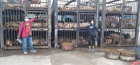 BACKYARD SWINE. Negros Occidental backyard swine penetrates the Luzon market after shipping out 1,430 hogs to Tarlac, Bulacan and Manila via MT Oceanic vessel at the Bredco Port in Bacolod City Friday, October 9. (PVO photo)