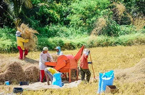 NFA ramps up buying of ‘palay’ in Western Visayas