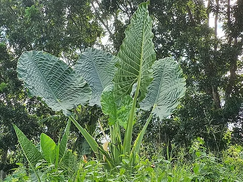 BACOLOD. The famous and expensive Badiang plants are abundant in the upland of Barangays Granada and Alangilan, Bacolod City. (Carla Canet)