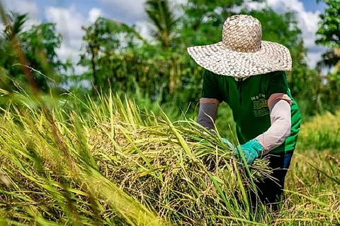 Davao increases palay, corn yield in Q1