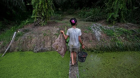 INDONESIA. A child carries palm kernels collected from the ground across a creek at a palm oil plantation in Sumatra, Indonesia, Monday, November 13, 2017. Child labor has long been a dark stain on the $65 billion global palm oil industry. (AP)