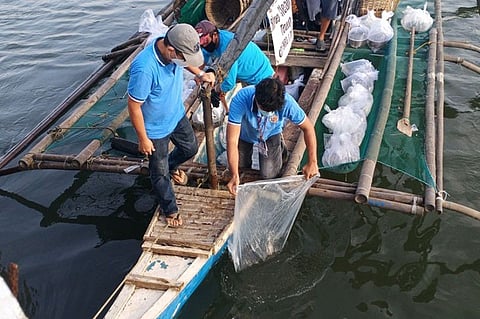 Iloilo City gov’t implements 4-month closed fishing season in Iloilo River