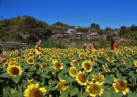 BENGUET. Before the Covid-19 pandemic hit the country and the world, this flower farm in La Trinidad has been visited by tourists. (Lauren Alimondo)