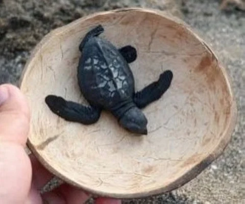 TURTLE HATCHLING. An olive ridley sea turtle (Lepidochelys olivacea) hatchling is set for release at the shores of Pag-asa village in Bagac town in Bataan to begin the journey back to its natural home. (DENR-Central Luzon)