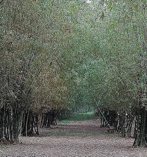 #Roadtrip: Medellin's Bamboo Forest