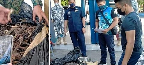 BACOLOD. Authorities confiscated at least 15.25 kilos of dried seahorses on Friday, March 26 at the Banago Port in Bacolod City. (Contributed photo)