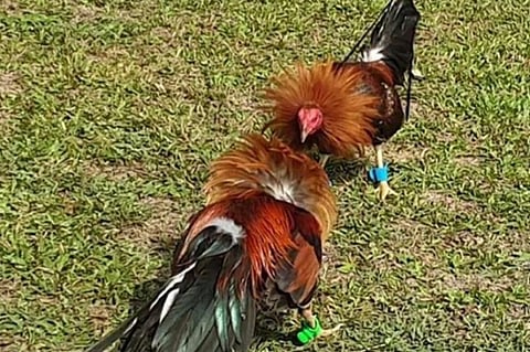 Bacolod council amends cockfighting ordinance