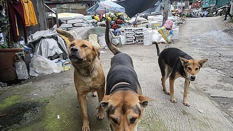 Stray dog death raises pet care concerns