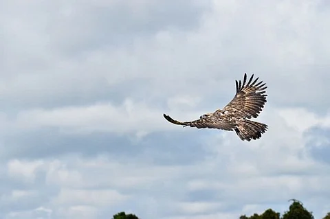 Philippine Eagle Center Act in Bukidnon filed