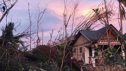 SIARGAO. The trees uprooted by Typhoon Odette. (Photo by Kara Ahorro)