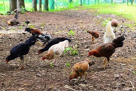 PH lifts poultry import ban on 6 countries, regions