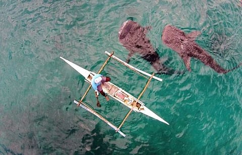 TOURIST PROFILE. The new breed of travelers will now prefer outdoor destinations in small groups and are more health-conscious, according to Roberto Alabado III, Undersecretary for Tourism Regulation, Coordination and Resource Generation of the Department of Tourism. Photo shows one of Cebu's famous tourist attractions, the whale shark watching in the town of Oslob, Cebu. (SunStar file)