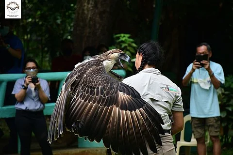 Photo courtesy of Philippine Eagle Center