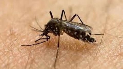 Davao City logs 1K dengue cases