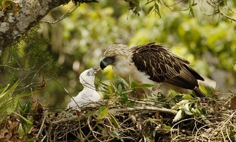 PEF: Rapid forest loss puts Philippine Eagles in peril