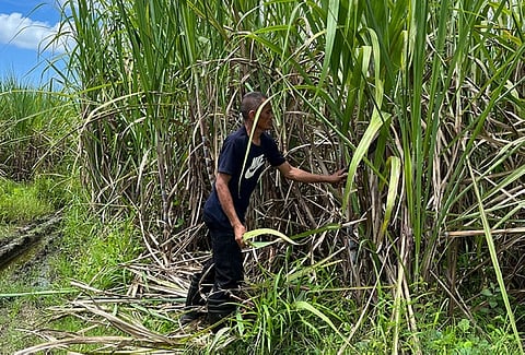 CEBU. A farmer shows off the process of harvesting sugarcane crop in Lamintak Norte, Medellin, northern Cebu.