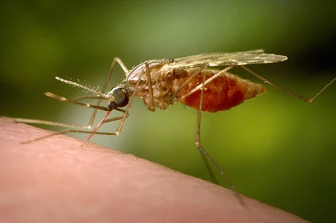 This 2014 photo made available by the U.S. Centers for Disease Control and Prevention shows a feeding female Anopheles funestus mosquito. The species is a known vector for malaria. The parasitic disease killed more than 620,000 people in 2020 and caused 241 million cases, mainly in children under 5 in Africa.