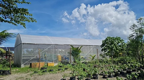 BACOLOD. The 'Gulayan sa Barangay 1,' a community vegetable garden at Barangay 1 in Bacolod City. (Erwin P. Nicavera photo)
