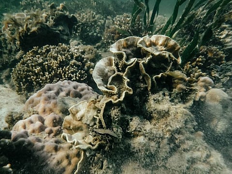 NEGROS. The giant clams in Lakawon Island, Cadiz. (OCAG Cadiz Facebook photo)