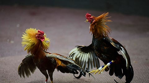 Bantayan execs ‘ignored’ illegal cockfights