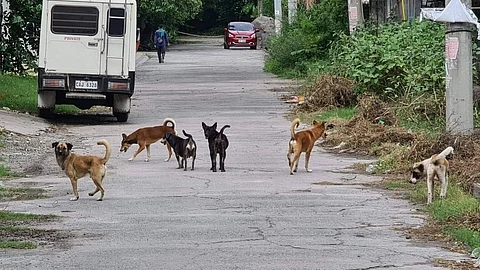 PH records 89 rabies cases, deaths