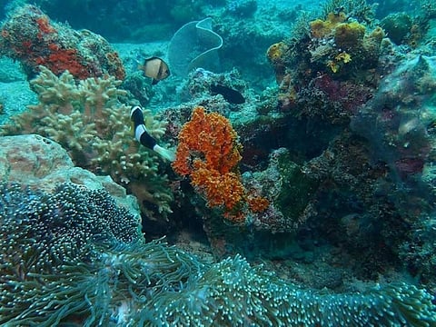 DENR-Davao: Corals are thriving amid Davao-Samal bridge construction