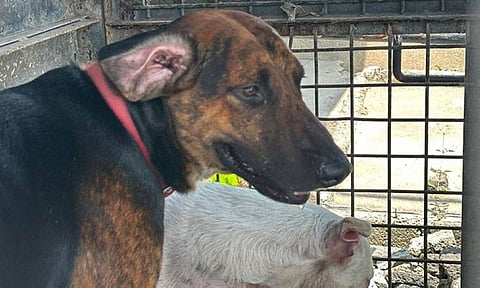 Lalaki nga mihapos-patay sa iro kay anak ‘gihamag’