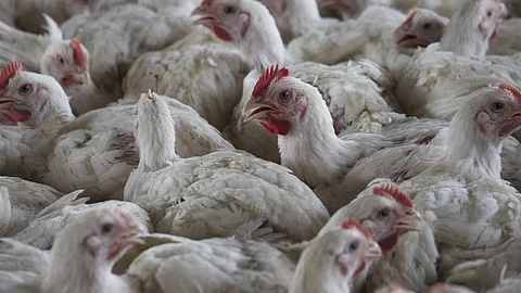 Chicken prices high; vendors struggle