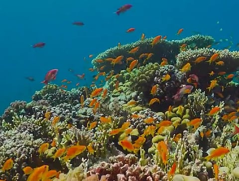 Climate Change: DP World Supports UK's Exter Univ On Blue Carbon Study