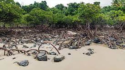 Abu Dhabi's Blue Carbon Project Among 12 UpLink Ocean Top Innovations