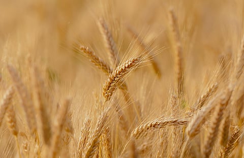 Nestlé Wheat Plan, a Sustainable Farming Initiative