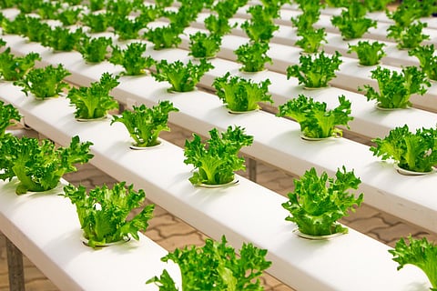Vertical Hydroponic Farm Bustanica Now Officially Open in Dubai