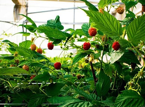 Elite Agro Maximises Local Food Production