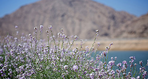 Sustainable Tourism: RAK Rebounds with Pre-Pandemic Level Footfall