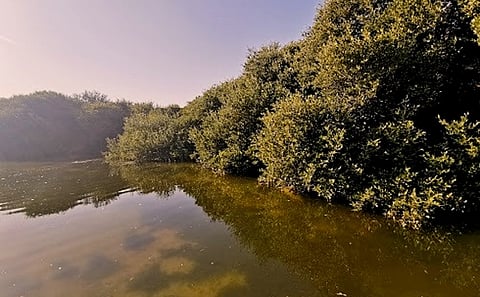 Alba Backs Development of Ras Sanad Mangrove Nursery Project