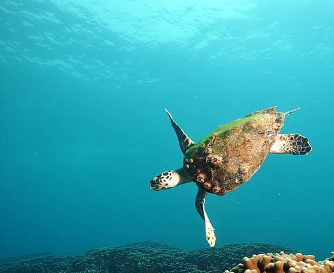 EAD Applauds Abu Dhabi Biodiversity Conservation Achievements