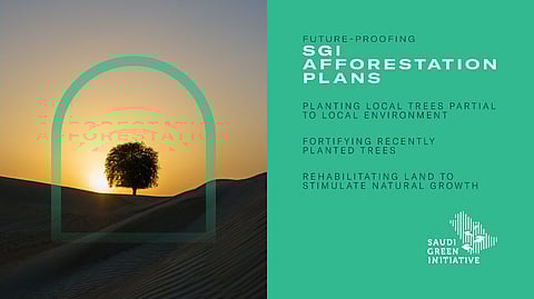 Saudi Arabia Starts Implementation Phase of Afforestation Plan