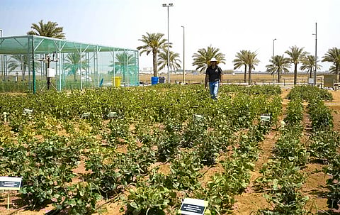 KAUST Startup Edama Opens New Waste Recycling Facility